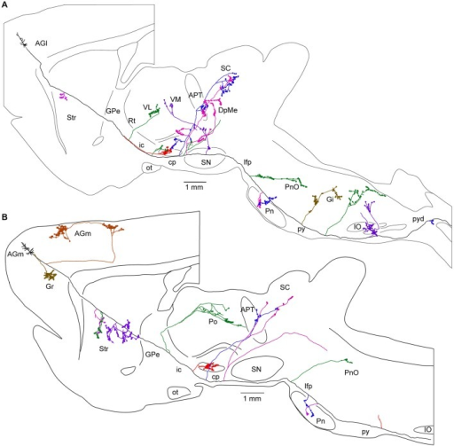 Long range corticofugal axons. Tracing of single axons Open i