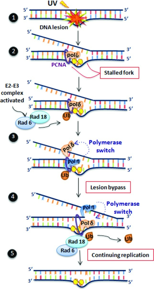 translesion systhesis Translesion synthesis by yeast dna polymerases - translesion synthesis (tls), the process by which dna polymerases replicate through dna lesions, is the source of most dna damage-induced mutations. translesion systhesis Translesion synthesis by yeast dna polymerases - translesion synthesis (tls), the process by which dna polymerases replicate through dna lesions, is the source of most dna damage-induced mutations.