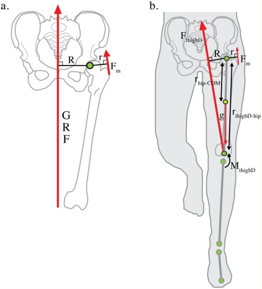 Static And Dynamic Models Of Hip Abductor Force Product Open I