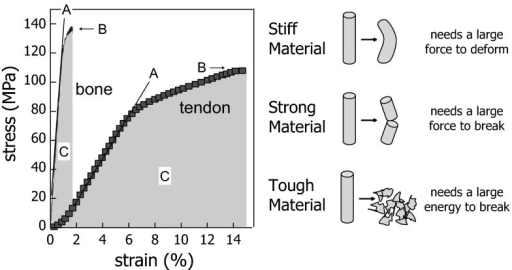 Tendon Stress Strain Curve