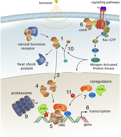 Steroid Hormone Receptor Signalling.Steroid Hormone Rec | Open-i