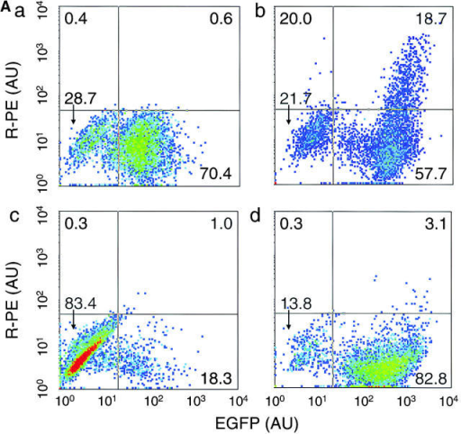 Facs® Analysis Of Exogenous And Endogenous Syndecan-4 