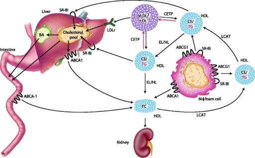 Schematic depicting the impact of hepatic lipase (HL) a | Open-i