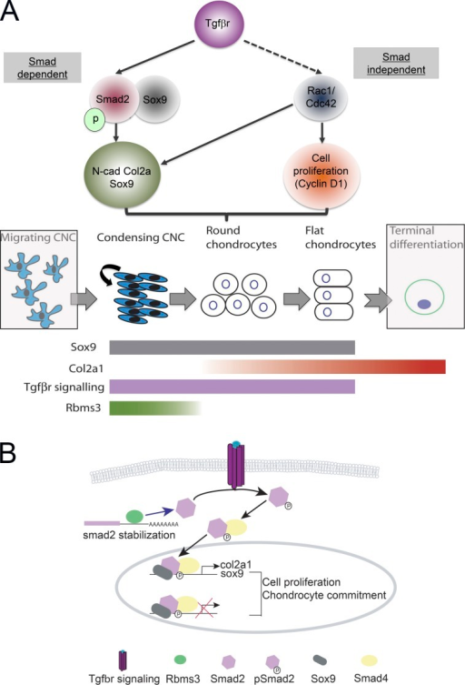 Rbms3 function during cartilage formation. (A) Schemati | Open-i