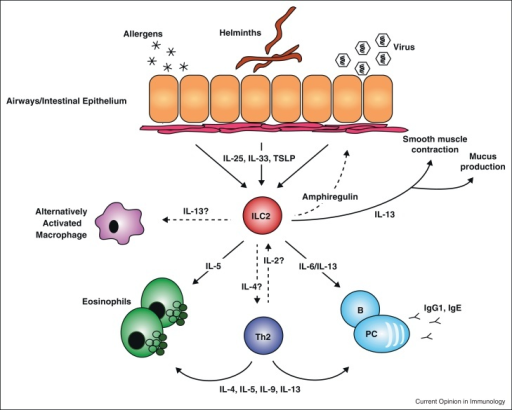 ILC2 as instigators of type-2 immunity. ILC2 play criti | Open-i