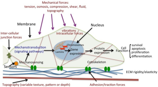 Schematic Diagram Of Cell Mechanical Stimulation. Mechanical Forces ...