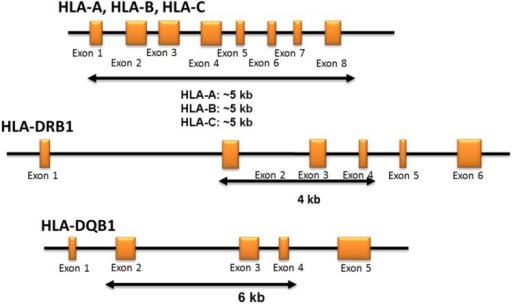 HLA Typing Strategy.The Primer Design Captures Full-length HLA Class I ...