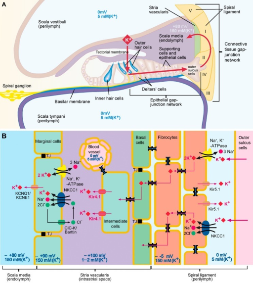 Schematic model of cochlear potassium circulation and t | Open-i