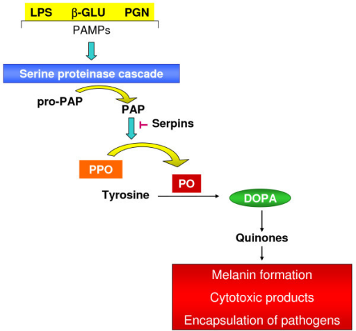 A serine proteinase cascade is activated when different | Open-i