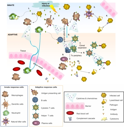 Innate And Adaptive Immunity A Simplified Schematic Of Open I