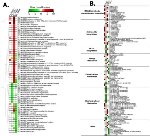 A: Heatmap of Gene Ontology terms (GO) of S. cerevisiae ...