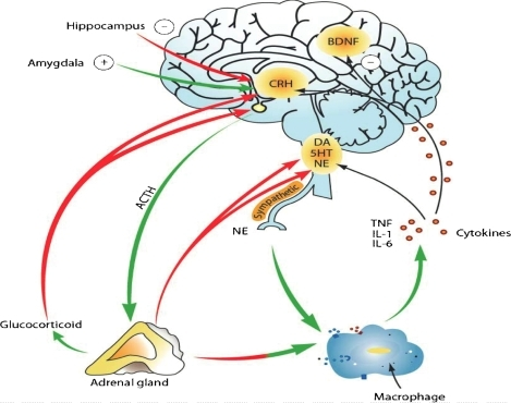 Molecular processes are impacted by stress and depressi | Open-i