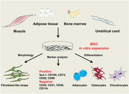 The Properties Of Mscs Mscs Can Be Isolated From Vario Open I 1600