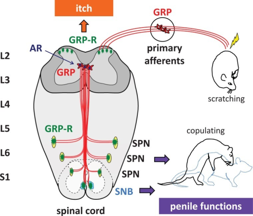 Peptide sexual dysfunction