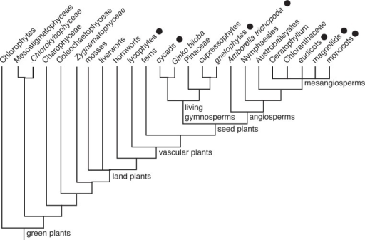 Abbreviated cladogram of the Viridiplantae according to | Open-i