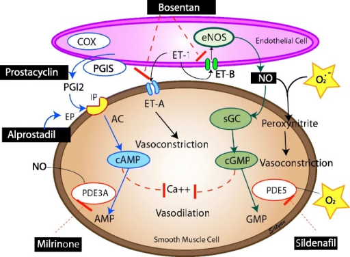 Endothelium Derived Vasodilators Prostacyclin Pgi2 Open I