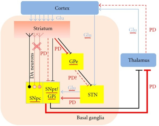 Basal ganglia motor circuit in Parkinson's disease: dop | Open-i