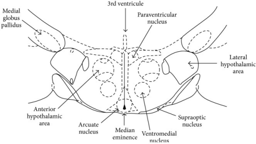 Overview of the major hypothalamic nuclei producing neu | Open-i