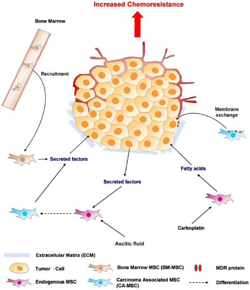 Chemoprotective effects of mesenchymal stem cells (MSCs | Open-i