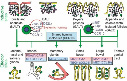 Homing Properties Of Human Mucosal Memory/effector B Ce | Open-i