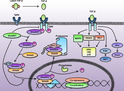 TGF-β signaling through Smad-dependent and Smad-indepe | Open-i