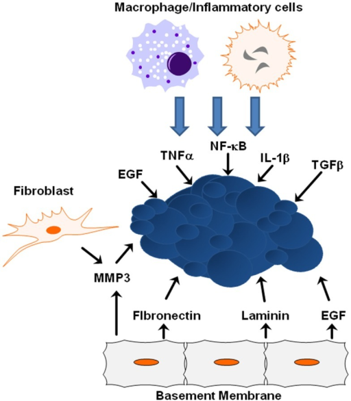 ECM/growth Factor Involvement In EMT. Shown Are Several | Open-i