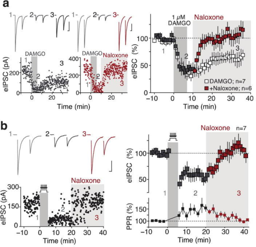 Ltdgaba Is Reversible By Or Antagonisma Reversal Of Mo Open I