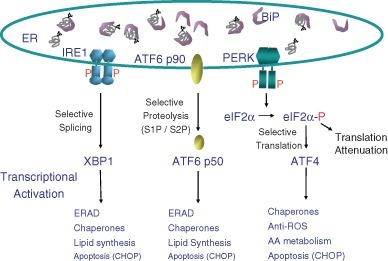 Quantification Of The Upr Signaling Pathway Upon Upr Activation A