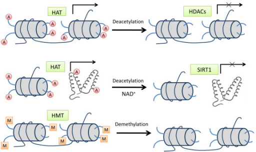 histone modification pathways histone acetylation is m open i histone modification