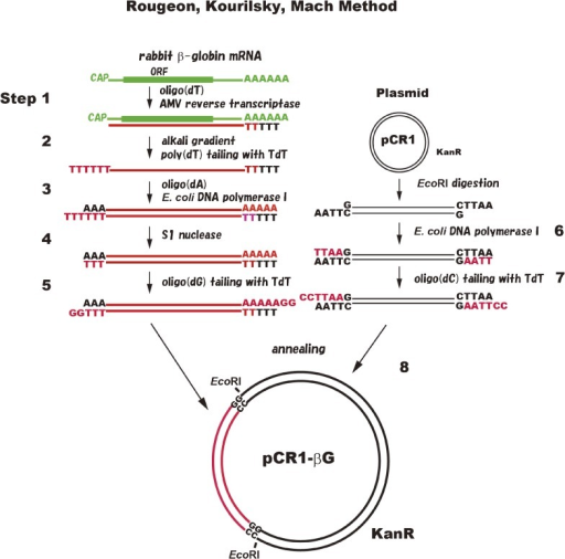 The cDNA cloning method developed by Rougeon, Kourilsky | Open-i