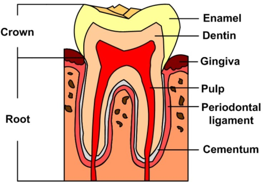 Structure Of Tooth Class 7