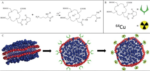 Schematics of nanodisc radiolabelling.A: chemical react | Open-i