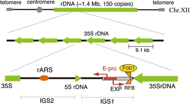 Structure of the budding yeast rDNA locus. The rDNA is | Open-i