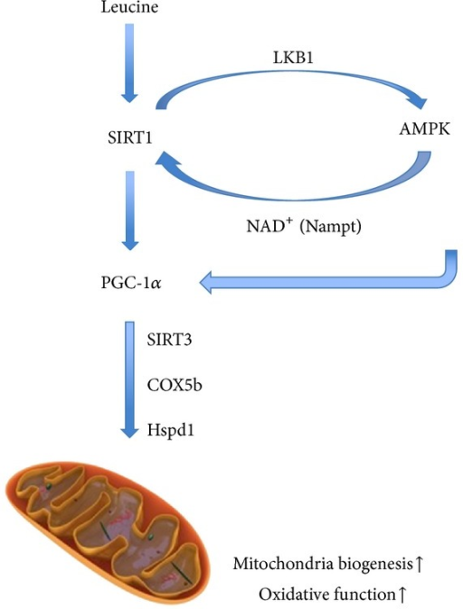 PMC4220583_JNME2014-239750.006.png