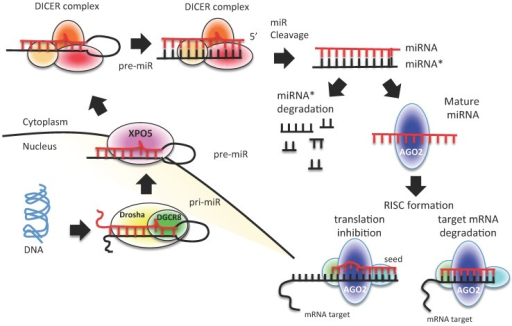 miRNA biogenesis process. A schematic representation of | Open-i