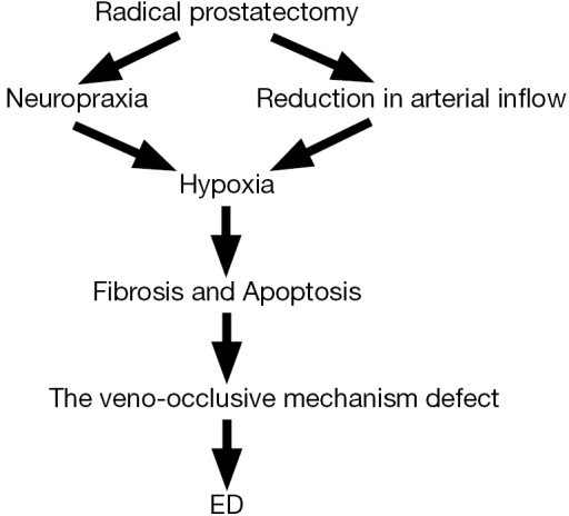 The flowchart shows the possible mechanisms of erectile Open i