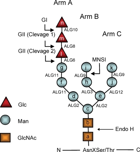 Glycan structures. The structure depicted is that of th | Open-i