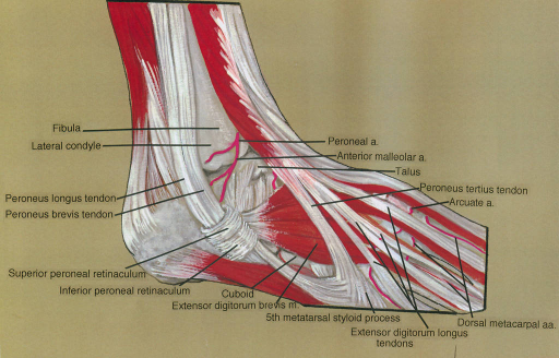 fibula; lateral condyle; fibularis (peroneus) longus te | Open-i