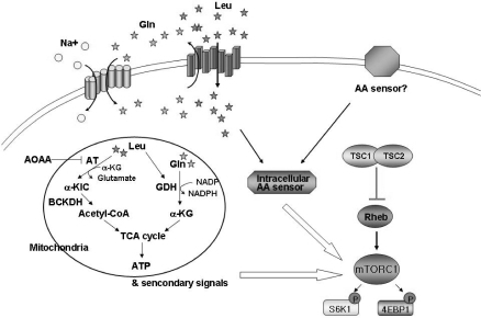 Current proposed mechanisms of amino acid sensing by mT | Open-i