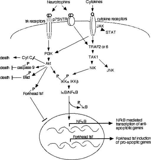 Convergence between cytokine and neurotrophin survival | Open-i