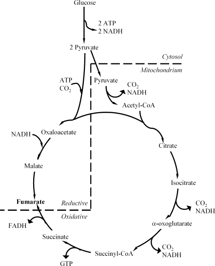 Citrate cycle pathway and reductive carboxylation pathw | Open-i