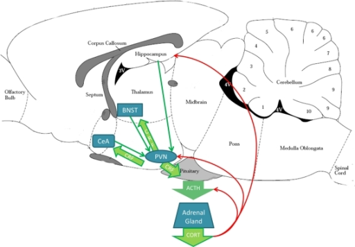 Stress circuitry in the rodent brain. The paraventricul | Open-i