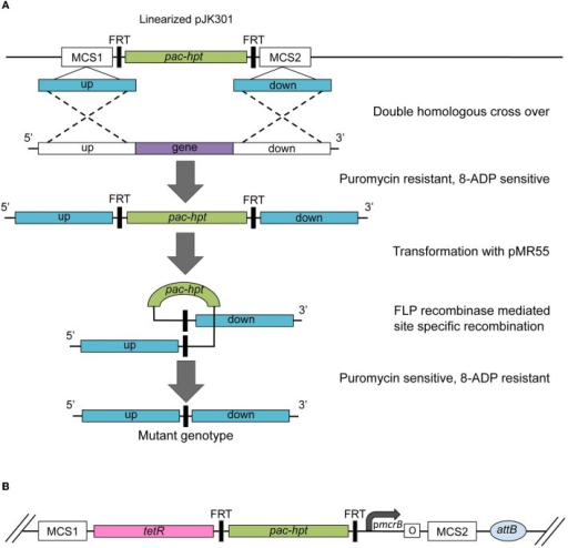 (A) Schematic of the construction of an unmarked deleti | Open-i