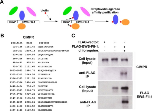 Proximity-dependent Biotinylation Analysis Using BioID- | Open-i