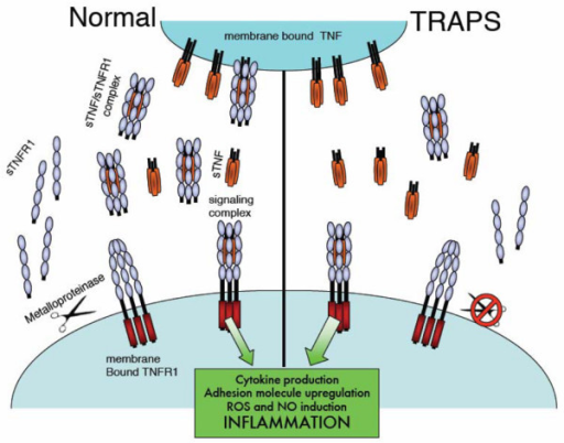 The shedding hypothesis. Mutations in TNF receptor 1 (T | Open-i