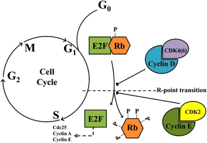 The Rb:E2F Pathway. Sequential Phosphorylation By Kinas | Open-i