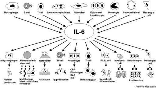 IL-6-producing cells and biological activities of IL-6. | Open-i