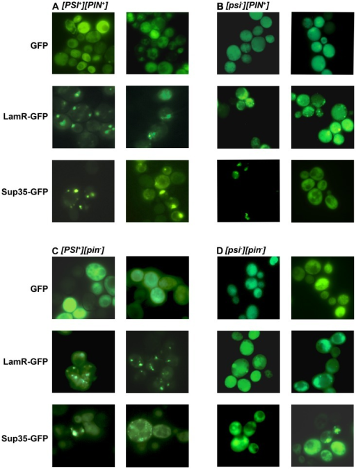 purification of recombinant green fluorescent protein biology essay Transformation of ecoli with plasmid dna & gfp purification essay example purification of recombinant green fluorescent protein, plos one, 9, 9, pp 1-9 . purification of recombinant green fluorescent protein biology essay Transformation of ecoli with plasmid dna & gfp purification essay example purification of recombinant green fluorescent protein, plos one, 9, 9, pp 1-9 .