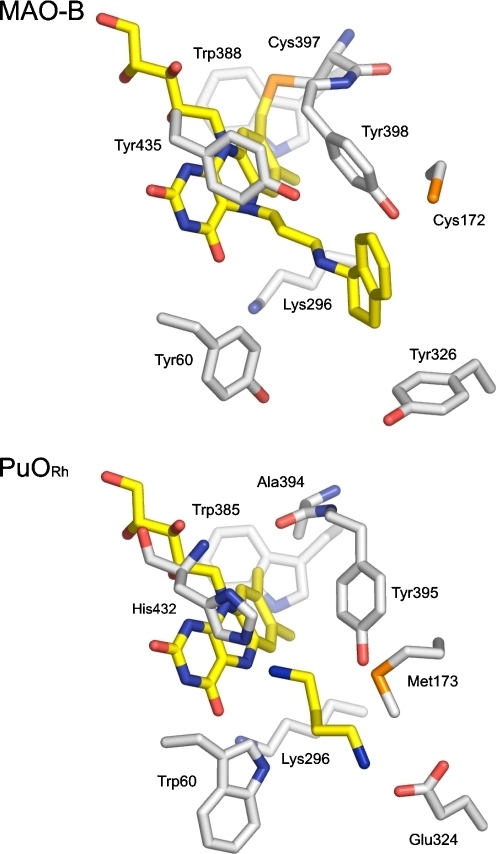 Active Site Residues In The Structure Of MAO-B And In T | Open-i