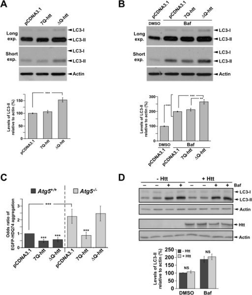 ΔQ-htt expression increases autophagosome synthesis an | Open-i